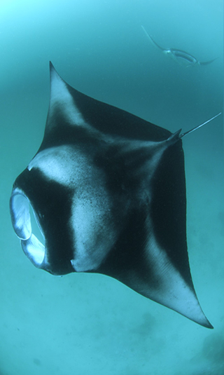 Manta Ray